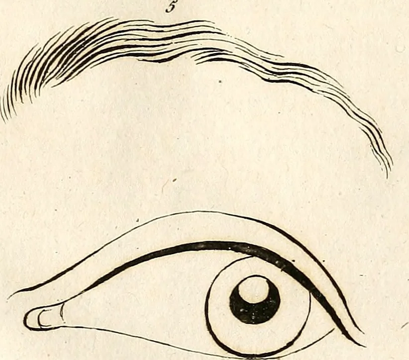 An illustration from L'art de connaitre les hommes par la physionomie, 1806, leaf 153