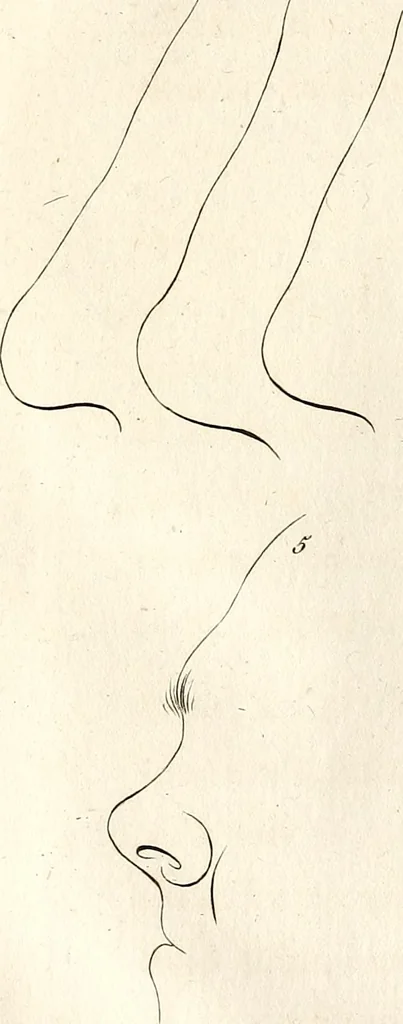 An illustration from L'art de connaitre les hommes par la physionomie, 1806, leaf 159