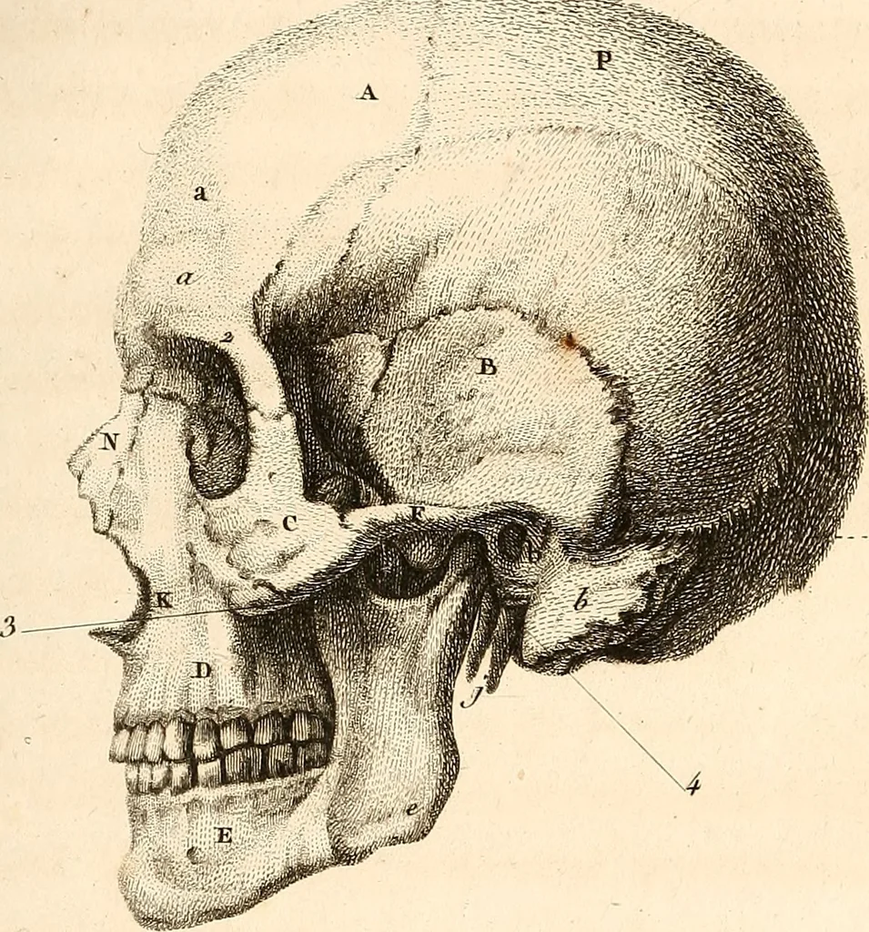 An illustration from L'art de connaitre les hommes par la physionomie, 1806, leaf 200