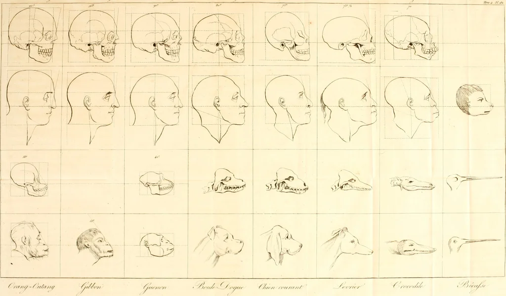 An illustration from L'art de connaitre les hommes par la physionomie, 1806, leaf 222