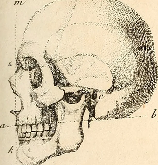 An illustration from L'art de connaitre les hommes par la physionomie, 1806, leaf 242