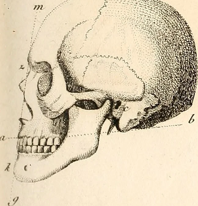 An illustration from L'art de connaitre les hommes par la physionomie, 1806, leaf 242