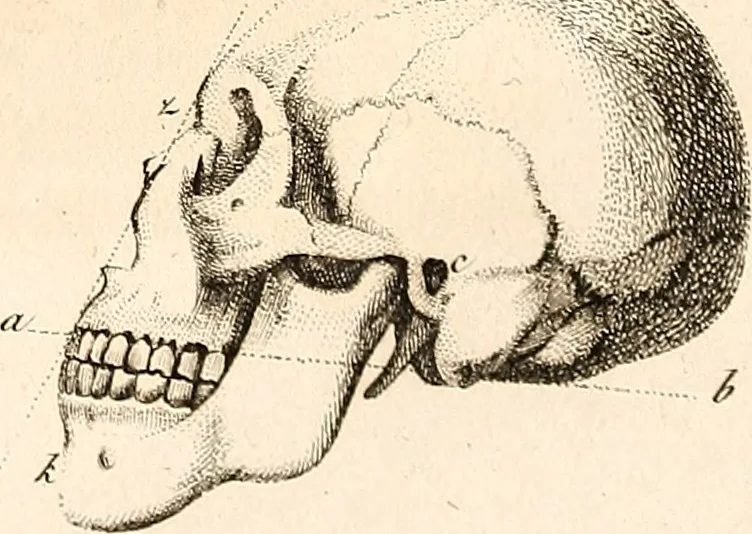An illustration from L'art de connaitre les hommes par la physionomie, 1806, leaf 242