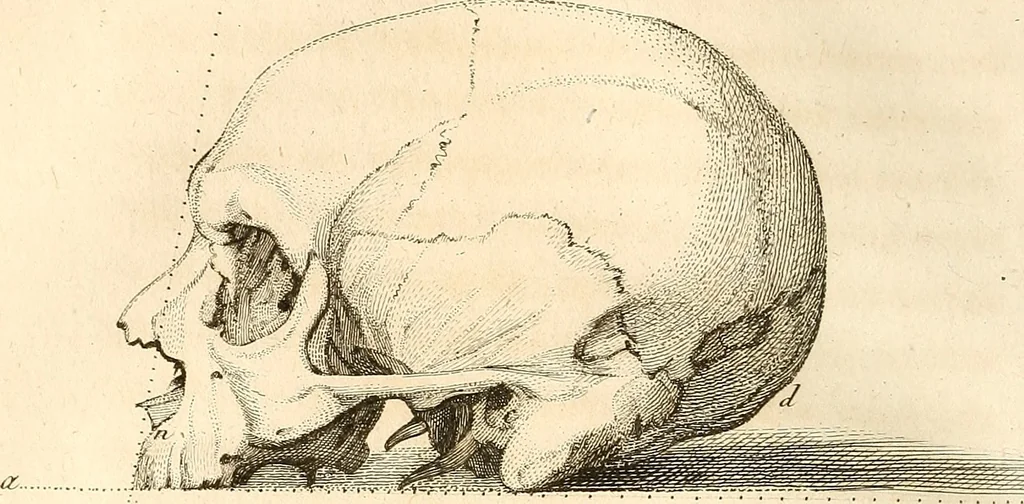 An illustration from L'art de connaitre les hommes par la physionomie, 1806, leaf 281