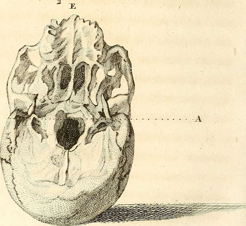 An illustration from L'art de connaitre les hommes par la physionomie, 1806, leaf 281