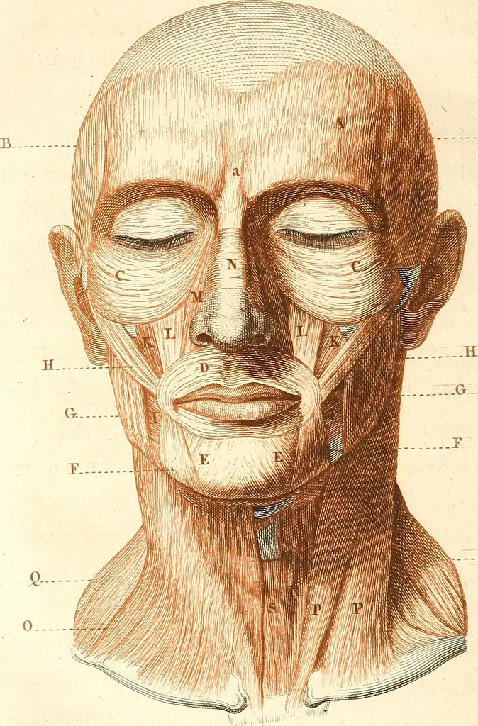 An illustration from L'art de connaitre les hommes par la physionomie, 1806, leaf 287