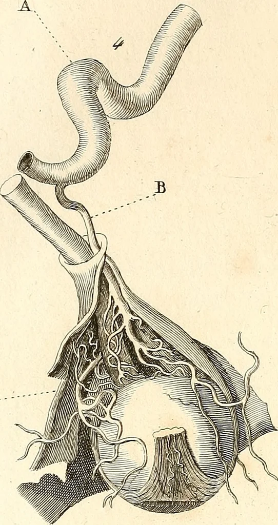 An illustration from L'art de connaitre les hommes par la physionomie, 1806, leaf 373
