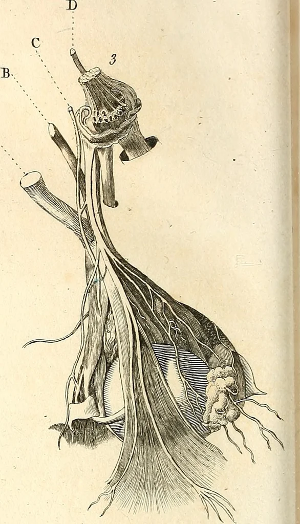 An illustration from L'art de connaitre les hommes par la physionomie, 1806, leaf 373