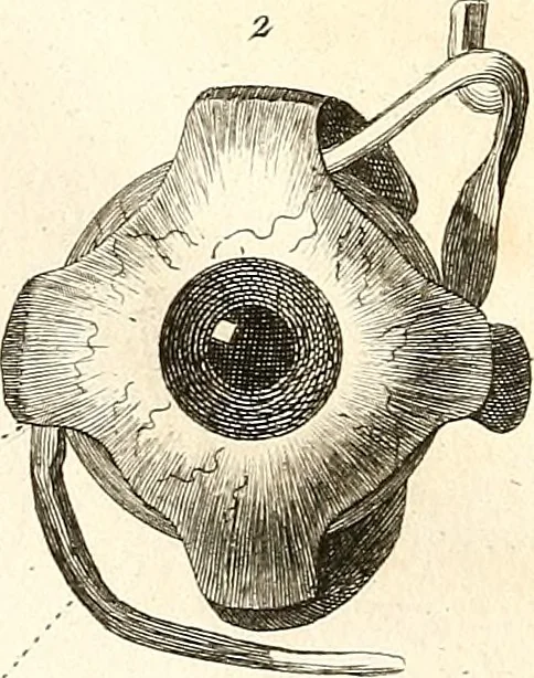 An illustration from L'art de connaitre les hommes par la physionomie, 1806, leaf 373
