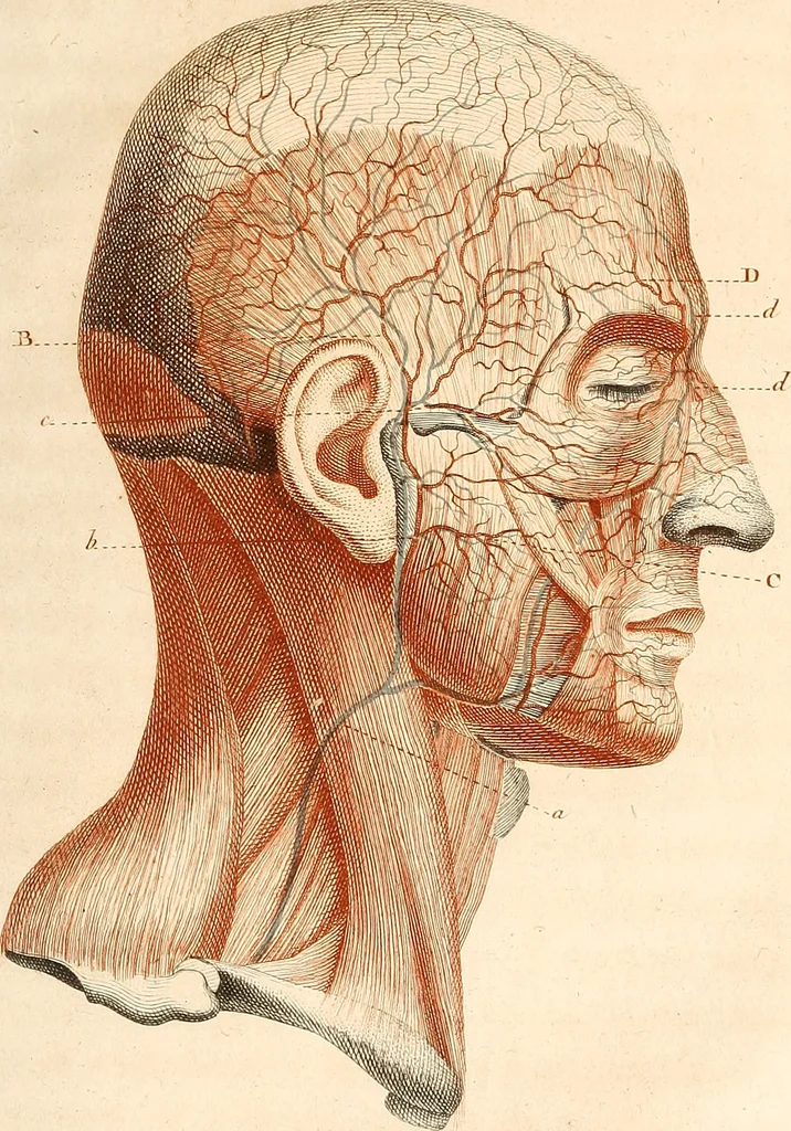 An illustration from L'art de connaitre les hommes par la physionomie, 1806, leaf 410