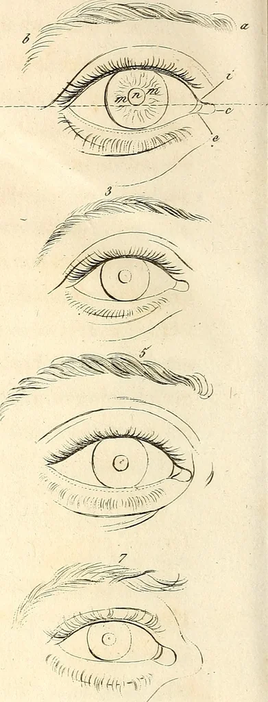 An illustration from L'art de connaitre les hommes par la physionomie, 1806, leaf 451
