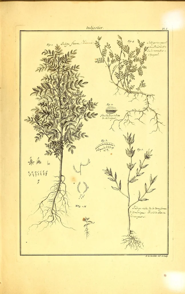 An illustration from L'art de l'indigotier, 1770, leaf 123