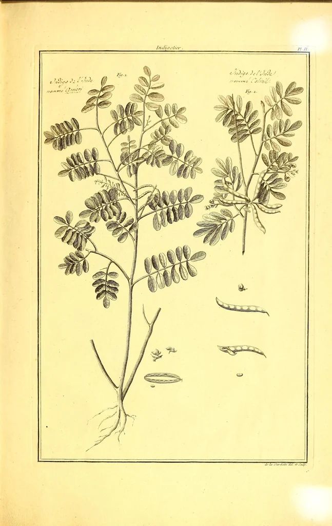 An illustration from L'art de l'indigotier, 1770, leaf 125
