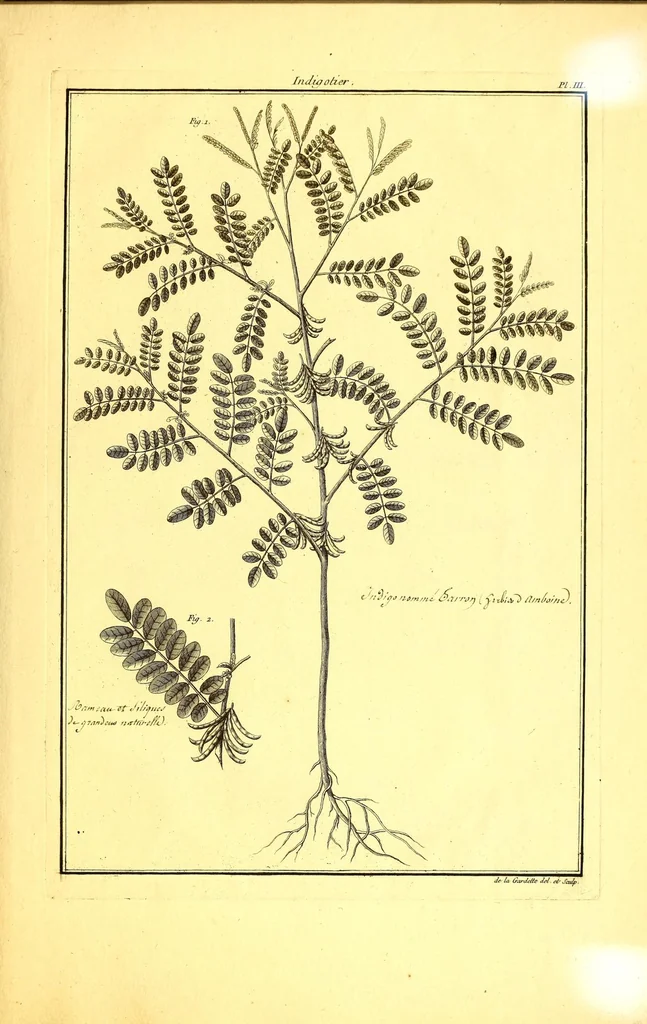 An illustration from L'art de l'indigotier, 1770, leaf 127