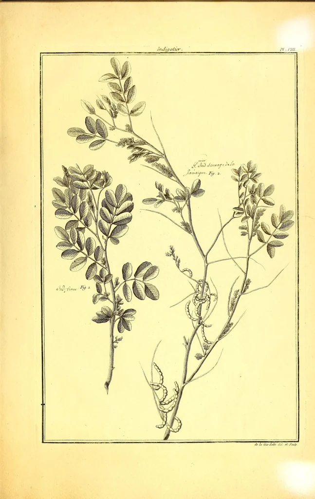 An illustration from L'art de l'indigotier, 1770, leaf 137