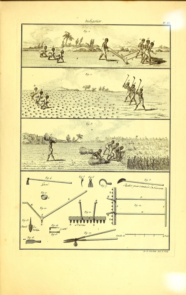 An illustration from L'art de l'indigotier, 1770, leaf 139