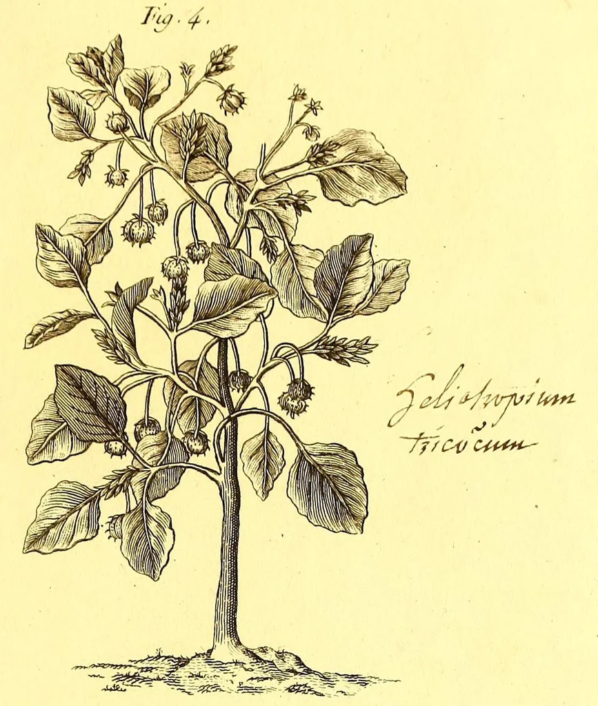 An illustration from L'art de l'indigotier, 1770, leaf 143