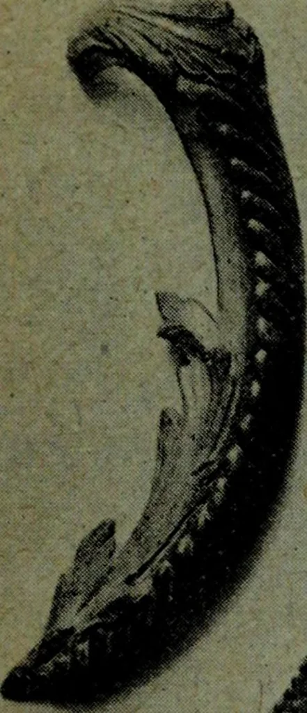 An illustration from L'art de reconnaître les styles, le style Louis XIV, 1900, leaf 18