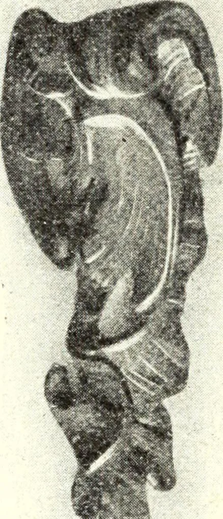 An illustration from L'art de reconnaître les styles: les styles régence et Louis XV;, 1912, leaf 54