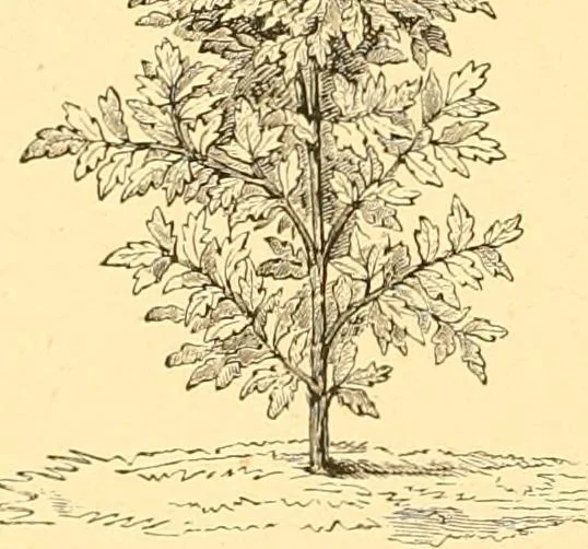 An illustration from L'art des jardins. Parcs--jardins--promenades--étude historique--principles de la composition des jardins--plantations--décoration pittoresque et artistique des parcs et jardins publics; traité pratique et didactique, 1886, leaf 125