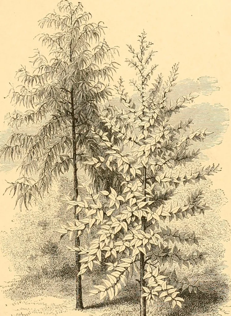An illustration from L'art des jardins. Parcs--jardins--promenades--étude historique--principles de la composition des jardins--plantations--décoration pittoresque et artistique des parcs et jardins publics; traité pratique et didactique, 1886, leaf 154