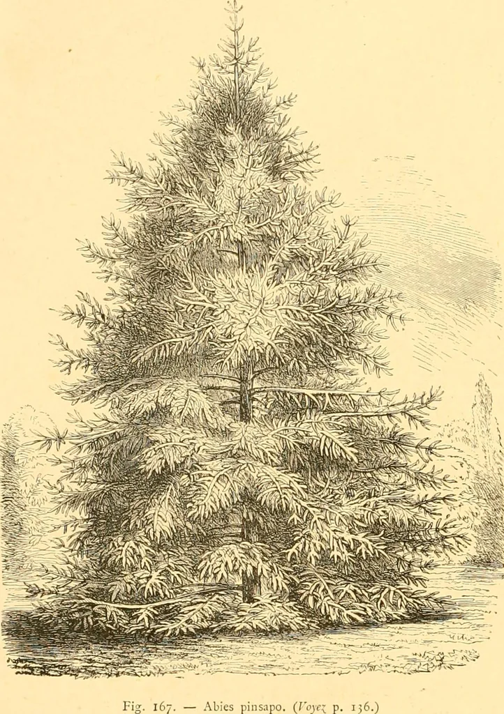 An illustration from L'art des jardins. Parcs--jardins--promenades--étude historique--principles de la composition des jardins--plantations--décoration pittoresque et artistique des parcs et jardins publics; traité pratique et didactique, 1886, leaf 155
