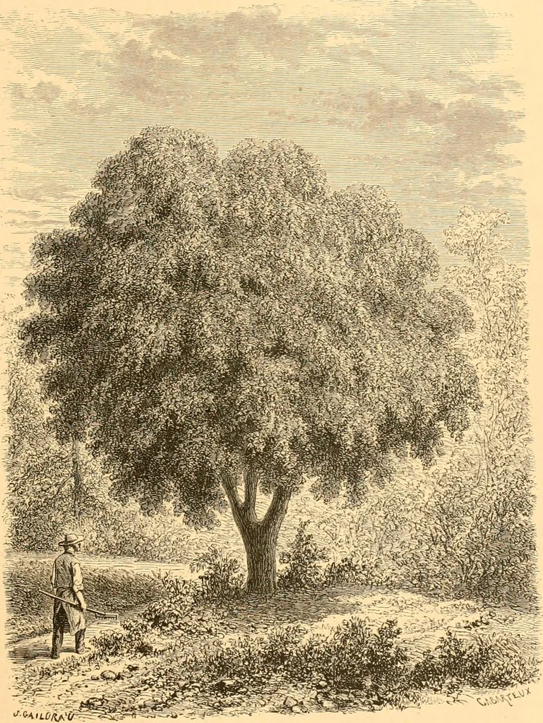 An illustration from L'art des jardins. Parcs--jardins--promenades--étude historique--principles de la composition des jardins--plantations--décoration pittoresque et artistique des parcs et jardins publics; traité pratique et didactique, 1886, leaf 160