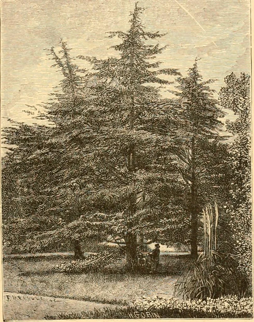 An illustration from L'art des jardins. Parcs--jardins--promenades--étude historique--principles de la composition des jardins--plantations--décoration pittoresque et artistique des parcs et jardins publics; traité pratique et didactique, 1886, leaf 162