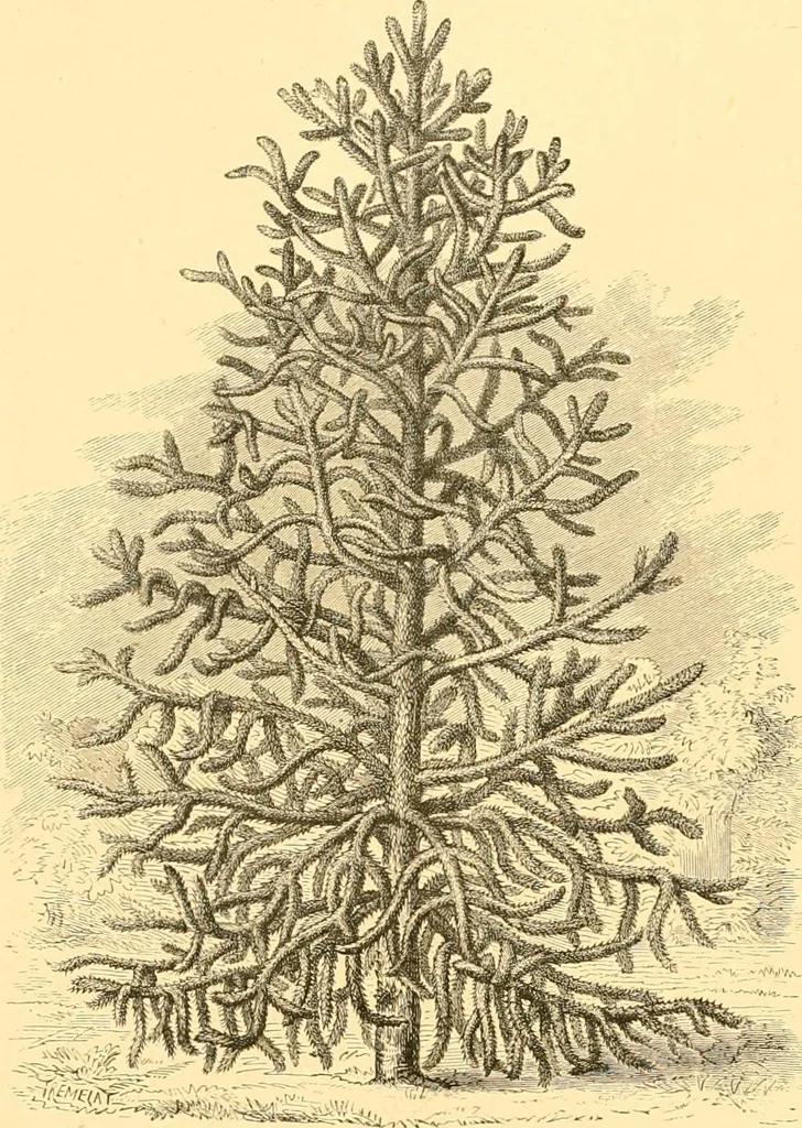 An illustration from L'art des jardins. Parcs--jardins--promenades--étude historique--principles de la composition des jardins--plantations--décoration pittoresque et artistique des parcs et jardins publics; traité pratique et didactique, 1886, leaf 165