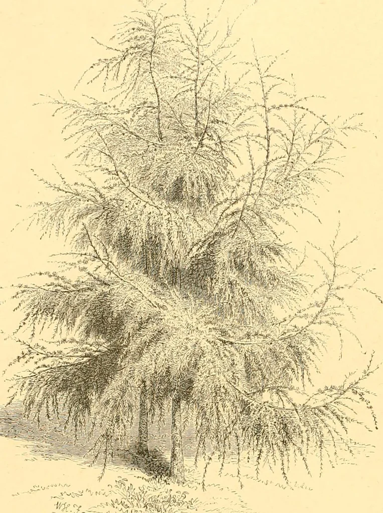 An illustration from L'art des jardins. Parcs--jardins--promenades--étude historique--principles de la composition des jardins--plantations--décoration pittoresque et artistique des parcs et jardins publics; traité pratique et didactique, 1886, leaf 167