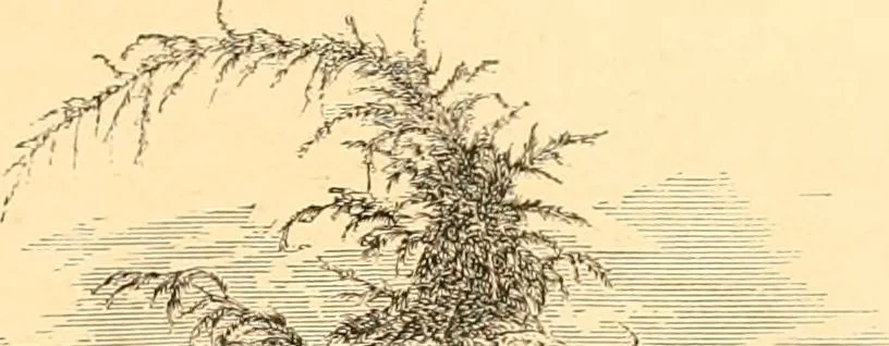 An illustration from L'art des jardins. Parcs--jardins--promenades--étude historique--principles de la composition des jardins--plantations--décoration pittoresque et artistique des parcs et jardins publics; traité pratique et didactique, 1886, leaf 168