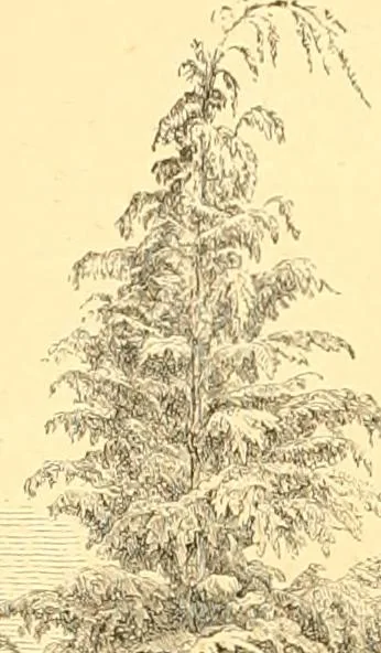 An illustration from L'art des jardins. Parcs--jardins--promenades--étude historique--principles de la composition des jardins--plantations--décoration pittoresque et artistique des parcs et jardins publics; traité pratique et didactique, 1886, leaf 169