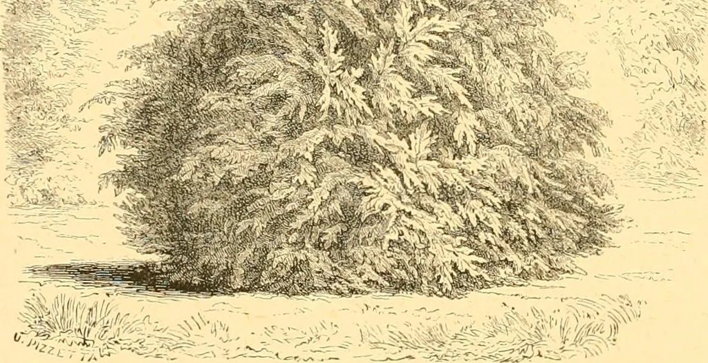 An illustration from L'art des jardins. Parcs--jardins--promenades--étude historique--principles de la composition des jardins--plantations--décoration pittoresque et artistique des parcs et jardins publics; traité pratique et didactique, 1886, leaf 169