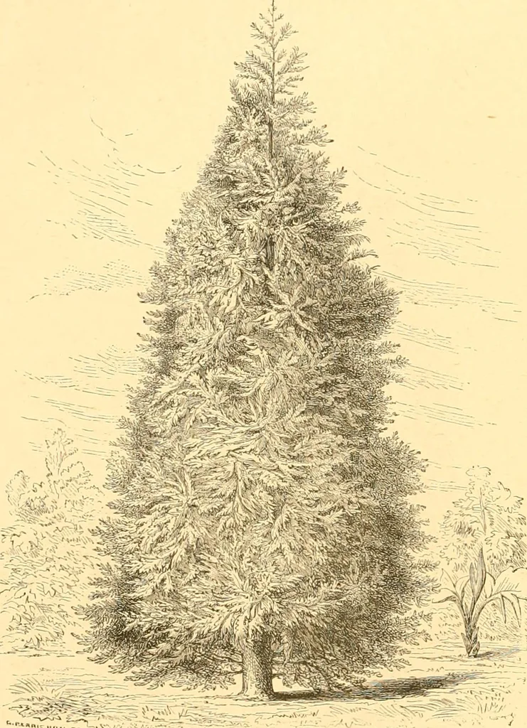An illustration from L'art des jardins. Parcs--jardins--promenades--étude historique--principles de la composition des jardins--plantations--décoration pittoresque et artistique des parcs et jardins publics; traité pratique et didactique, 1886, leaf 171