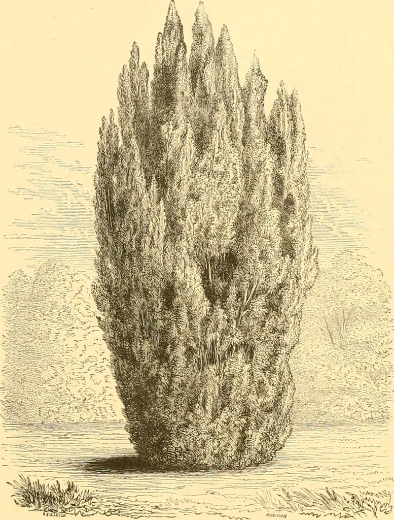 An illustration from L'art des jardins. Parcs--jardins--promenades--étude historique--principles de la composition des jardins--plantations--décoration pittoresque et artistique des parcs et jardins publics; traité pratique et didactique, 1886, leaf 173