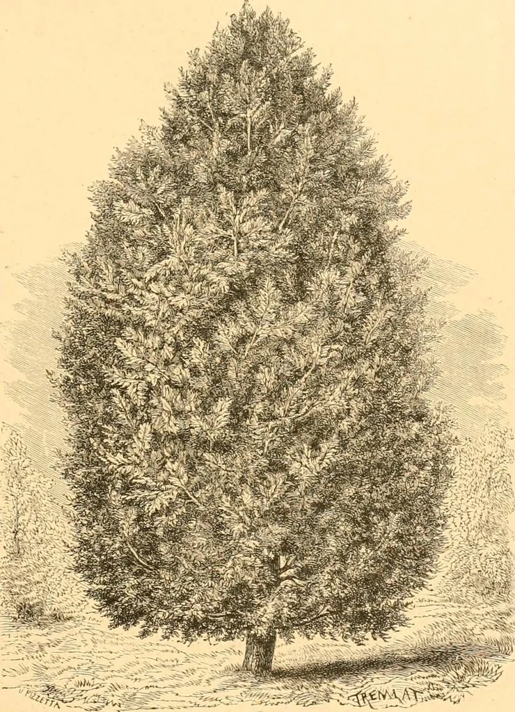 An illustration from L'art des jardins. Parcs--jardins--promenades--étude historique--principles de la composition des jardins--plantations--décoration pittoresque et artistique des parcs et jardins publics; traité pratique et didactique, 1886, leaf 174