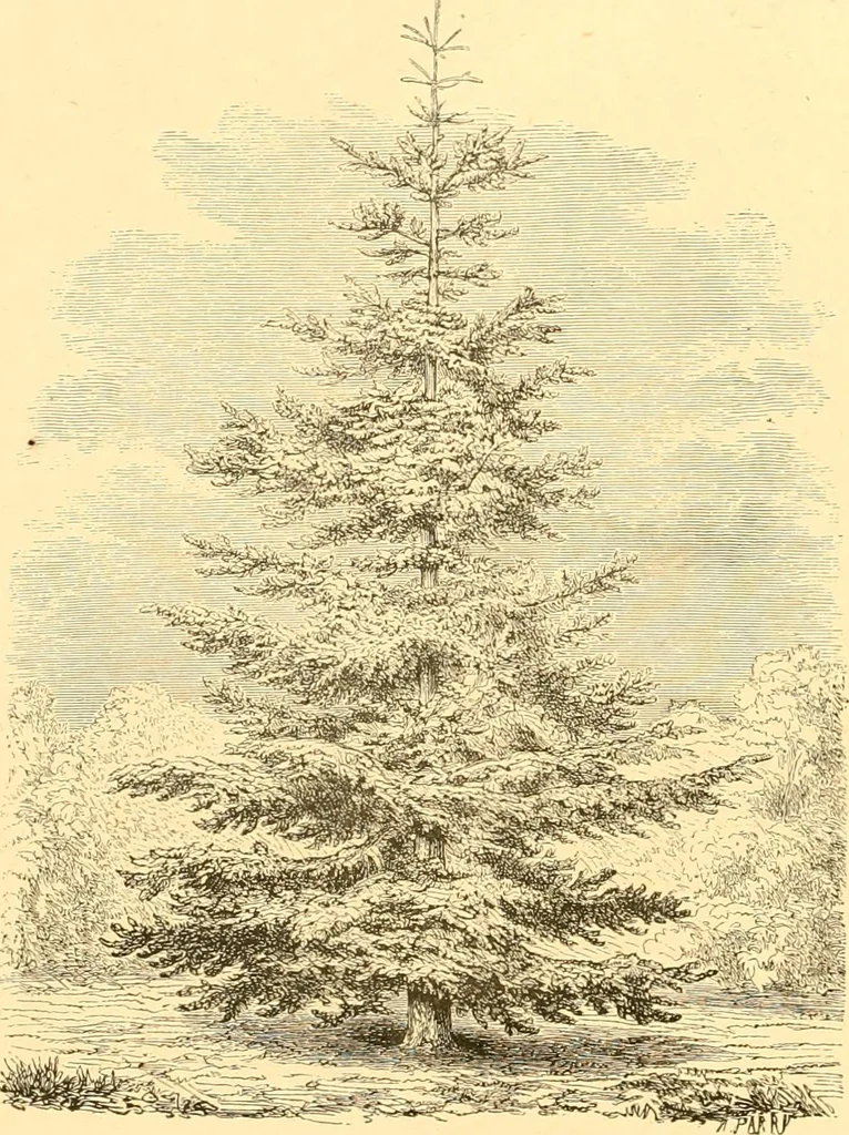 An illustration from L'art des jardins. Parcs--jardins--promenades--étude historique--principles de la composition des jardins--plantations--décoration pittoresque et artistique des parcs et jardins publics; traité pratique et didactique, 1886, leaf 175