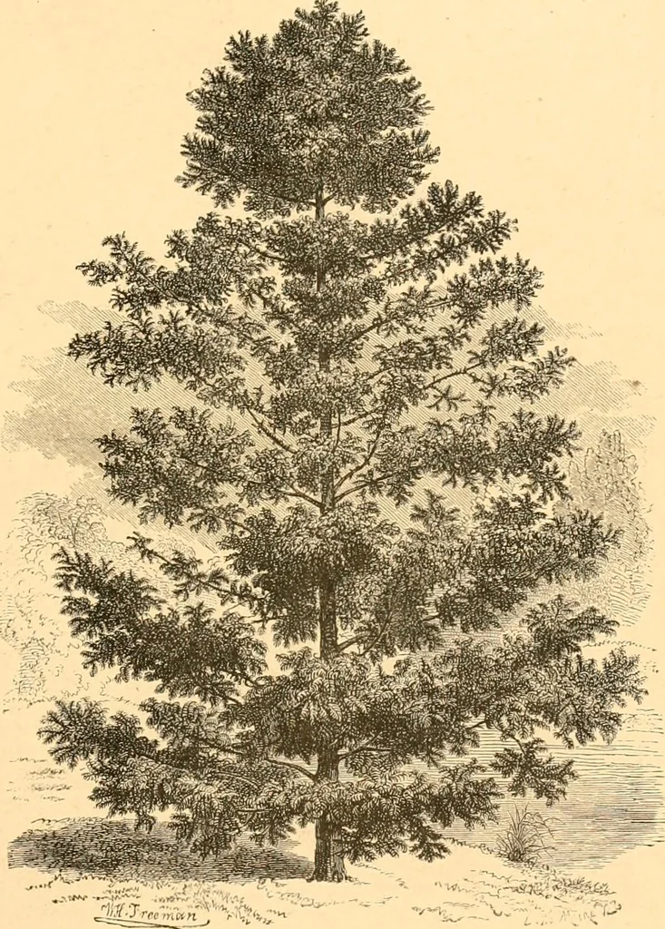An illustration from L'art des jardins. Parcs--jardins--promenades--étude historique--principles de la composition des jardins--plantations--décoration pittoresque et artistique des parcs et jardins publics; traité pratique et didactique, 1886, leaf 176
