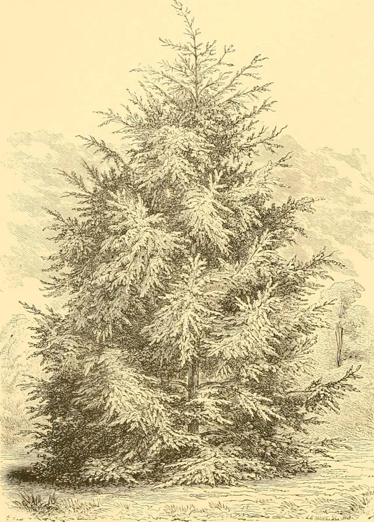 An illustration from L'art des jardins. Parcs--jardins--promenades--étude historique--principles de la composition des jardins--plantations--décoration pittoresque et artistique des parcs et jardins publics; traité pratique et didactique, 1886, leaf 177