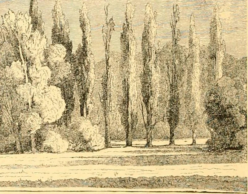 An illustration from L'art des jardins. Parcs--jardins--promenades--étude historique--principles de la composition des jardins--plantations--décoration pittoresque et artistique des parcs et jardins publics; traité pratique et didactique, 1886, leaf 179