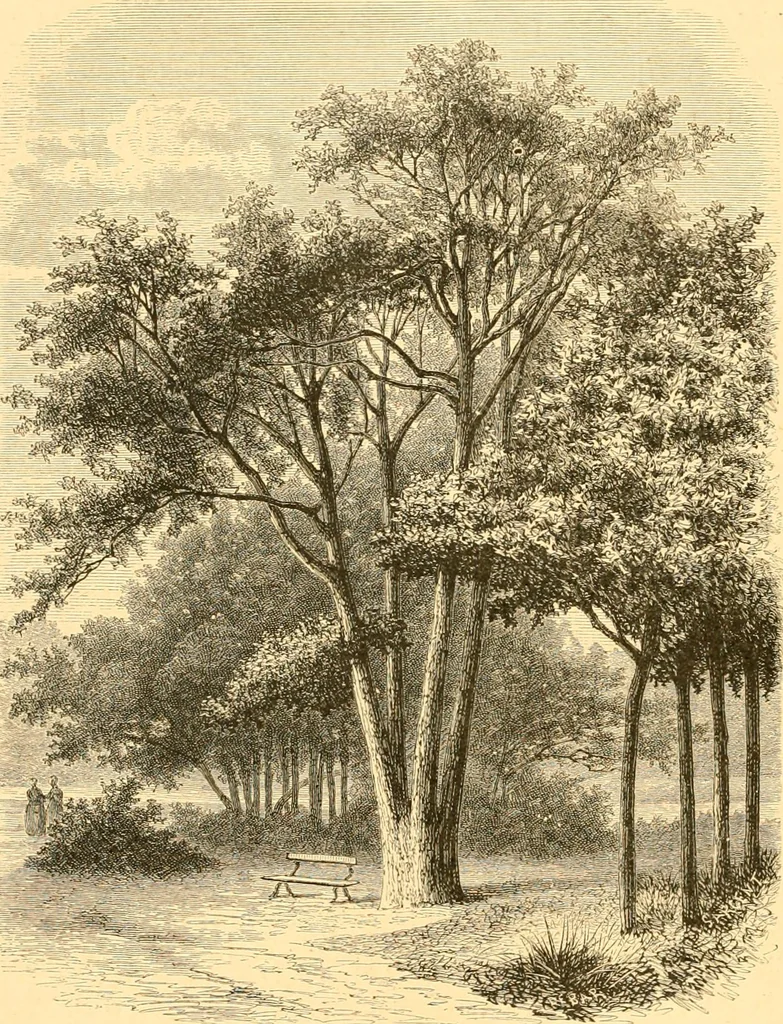 An illustration from L'art des jardins. Parcs--jardins--promenades--étude historique--principles de la composition des jardins--plantations--décoration pittoresque et artistique des parcs et jardins publics; traité pratique et didactique, 1886, leaf 181