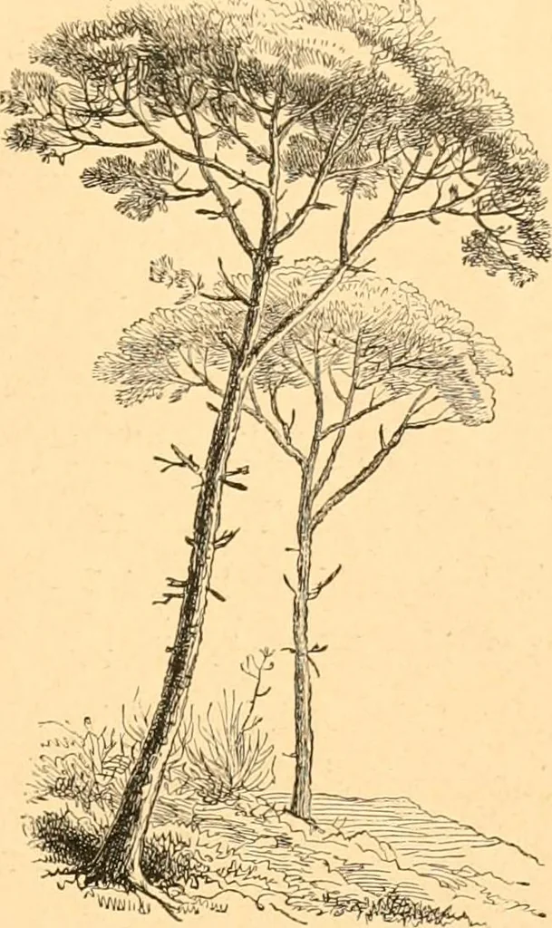 An illustration from L'art des jardins. Parcs--jardins--promenades--étude historique--principles de la composition des jardins--plantations--décoration pittoresque et artistique des parcs et jardins publics; traité pratique et didactique, 1886, leaf 182