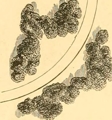 An illustration from L'art des jardins. Parcs--jardins--promenades--étude historique--principles de la composition des jardins--plantations--décoration pittoresque et artistique des parcs et jardins publics; traité pratique et didactique, 1886, leaf 183
