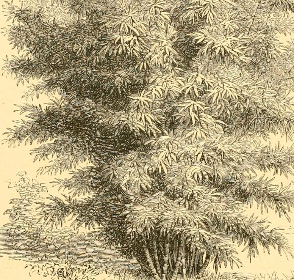 An illustration from L'art des jardins. Parcs--jardins--promenades--étude historique--principles de la composition des jardins--plantations--décoration pittoresque et artistique des parcs et jardins publics; traité pratique et didactique, 1886, leaf 185