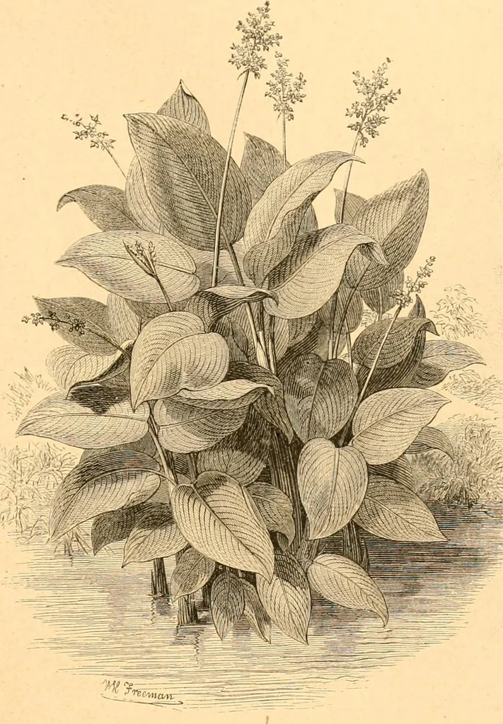 An illustration from L'art des jardins. Parcs--jardins--promenades--étude historique--principles de la composition des jardins--plantations--décoration pittoresque et artistique des parcs et jardins publics; traité pratique et didactique, 1886, leaf 186