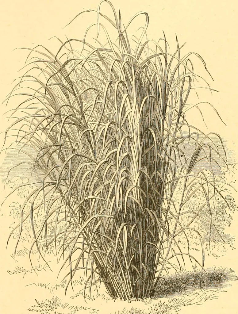 An illustration from L'art des jardins. Parcs--jardins--promenades--étude historique--principles de la composition des jardins--plantations--décoration pittoresque et artistique des parcs et jardins publics; traité pratique et didactique, 1886, leaf 195
