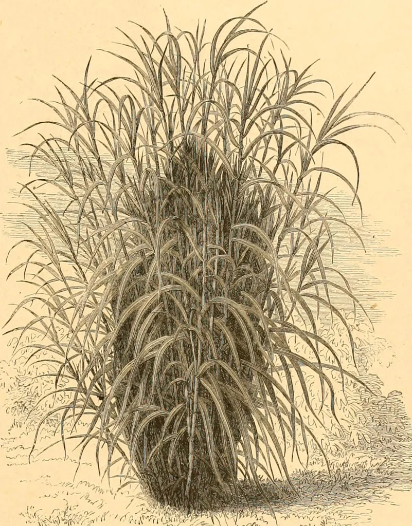 An illustration from L'art des jardins. Parcs--jardins--promenades--étude historique--principles de la composition des jardins--plantations--décoration pittoresque et artistique des parcs et jardins publics; traité pratique et didactique, 1886, leaf 196