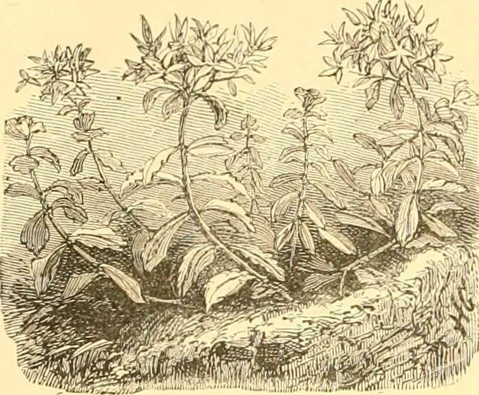An illustration from L'art des jardins. Parcs--jardins--promenades--étude historique--principles de la composition des jardins--plantations--décoration pittoresque et artistique des parcs et jardins publics; traité pratique et didactique, 1886, leaf 209