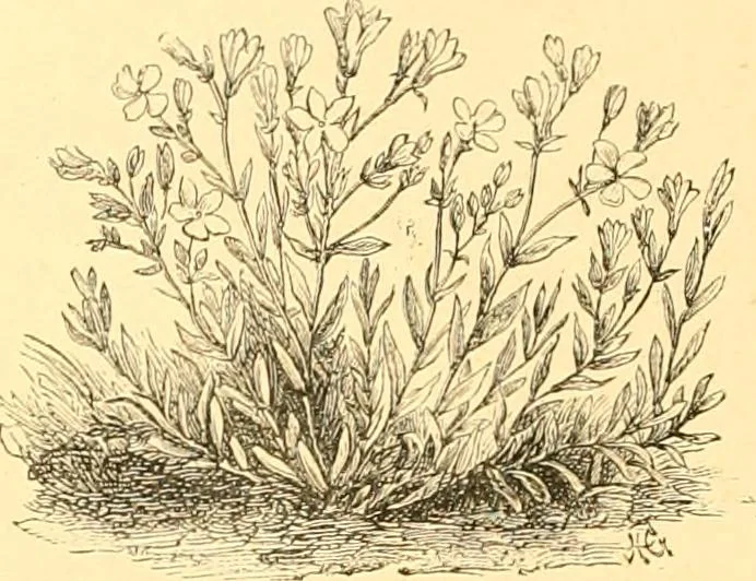 An illustration from L'art des jardins. Parcs--jardins--promenades--étude historique--principles de la composition des jardins--plantations--décoration pittoresque et artistique des parcs et jardins publics; traité pratique et didactique, 1886, leaf 209