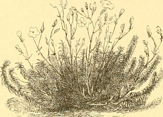 An illustration from L'art des jardins. Parcs--jardins--promenades--étude historique--principles de la composition des jardins--plantations--décoration pittoresque et artistique des parcs et jardins publics; traité pratique et didactique, 1886, leaf 209